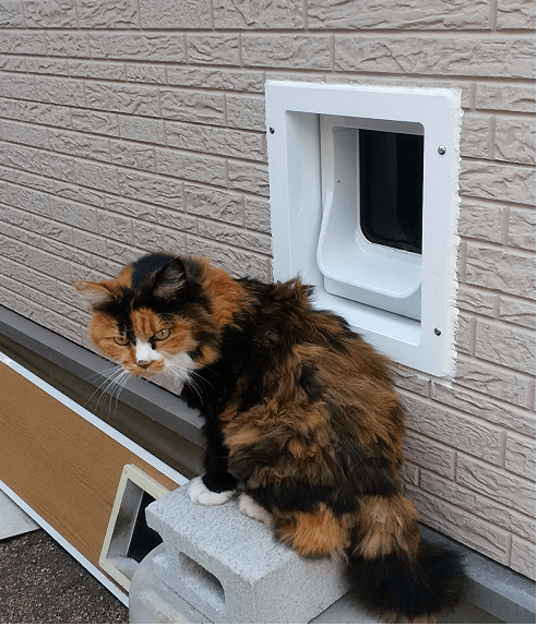 外壁を通り抜けるペットドア