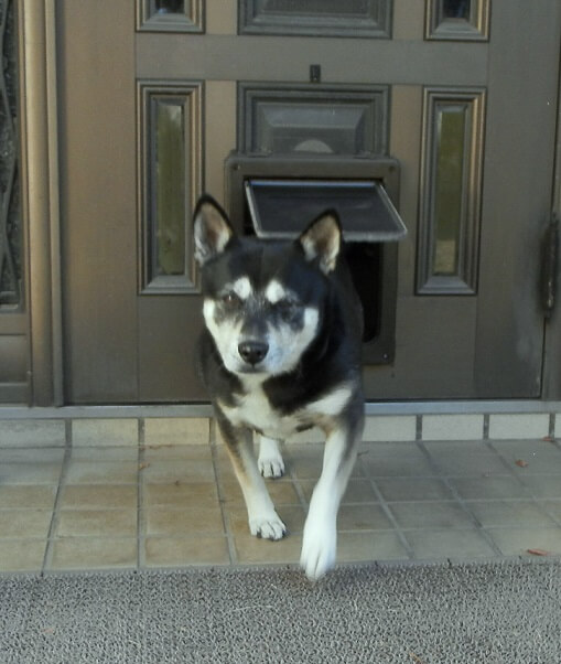 玄関を通り抜けるペットドア