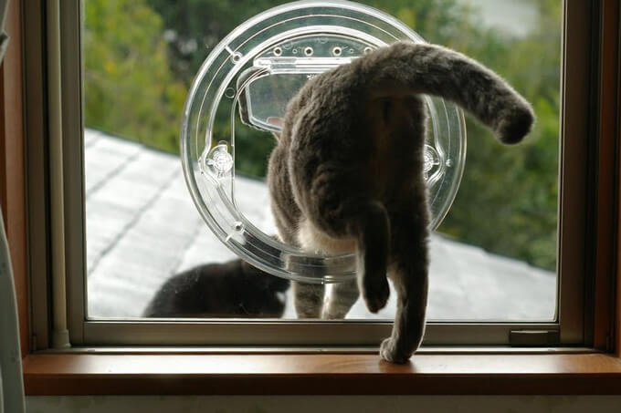 窓ガラスを通り抜けるペットドア