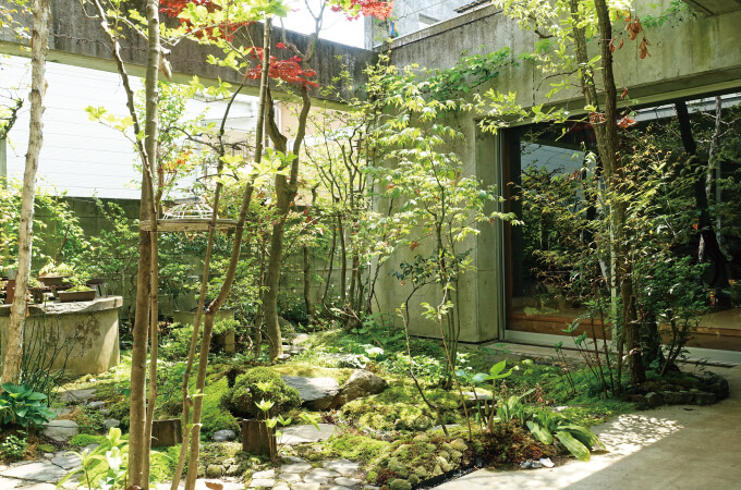 中庭に生える木々