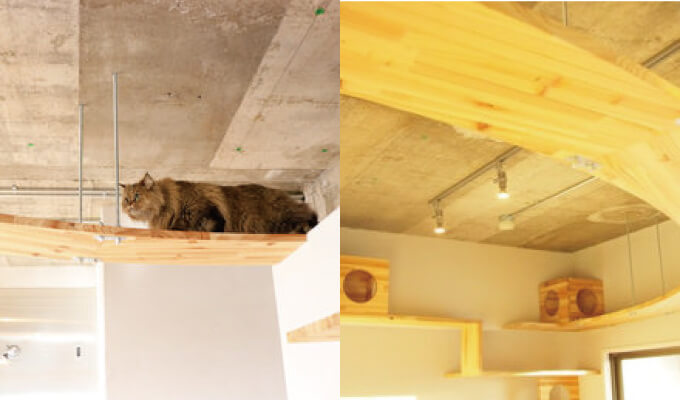 キャットウォーク