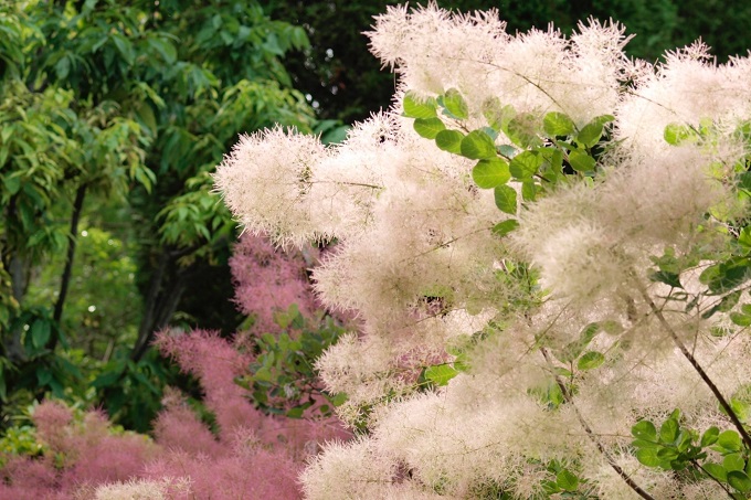 スモークツリー