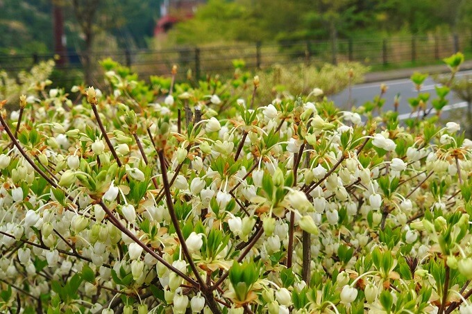 ドウダンツツジ