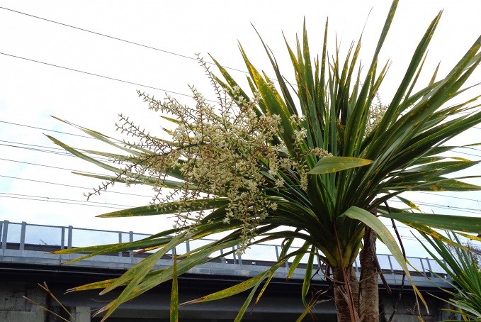 ニオイシュロラン