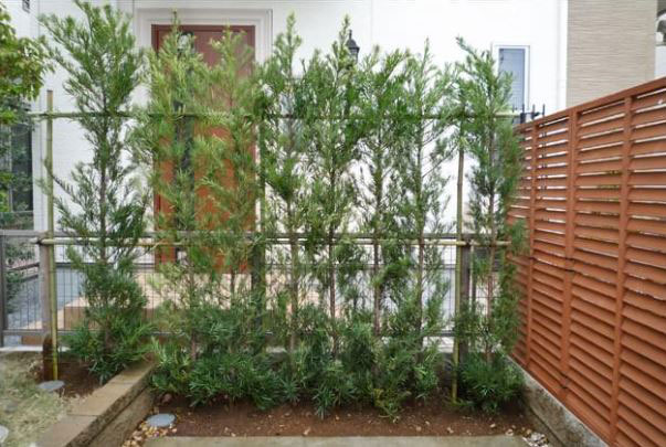 生垣 玄関前施工例