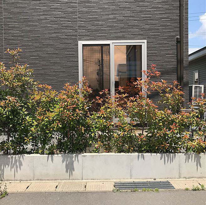 生垣 道路側施工例