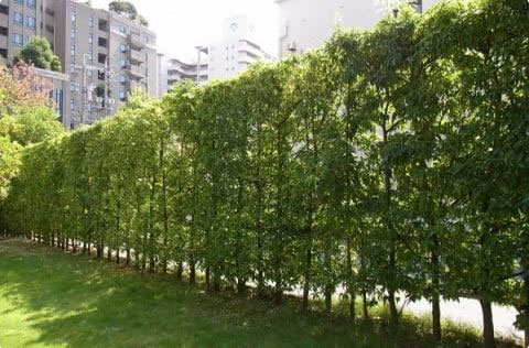 生垣 庭・テラス施工例