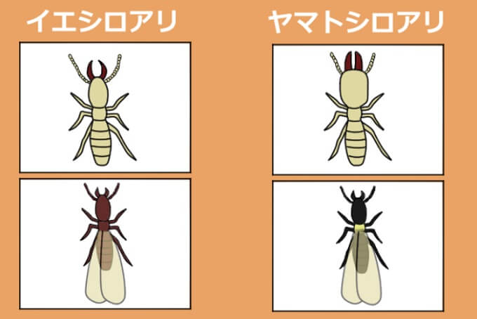 ヤマトシロアリとイエシロアリ