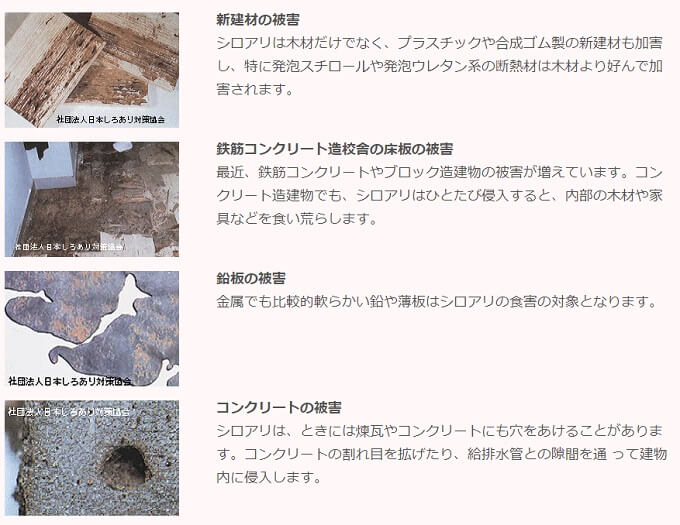 シロアリが加害するもの