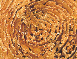 シロアリに食べられた痕跡