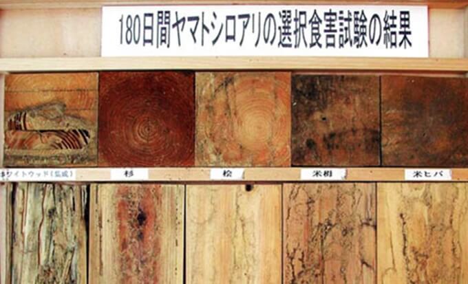 ヤマトシロアリの食害実験